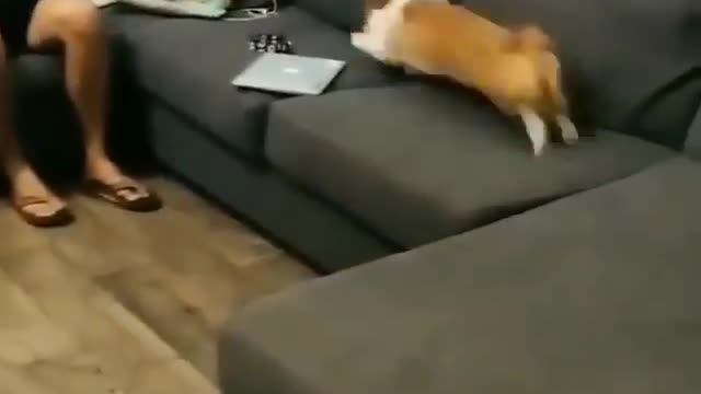 This dog is very excited