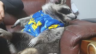 Raccoon is sitting on a couch with his family