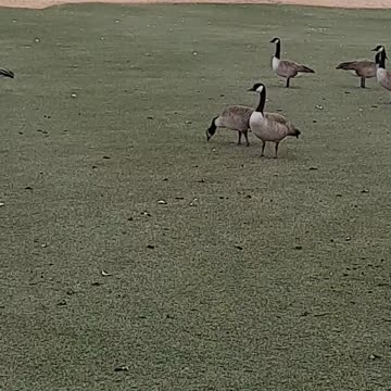 Summerlin Golf Course Geese