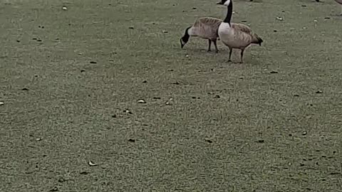 Summerlin Golf Course Geese