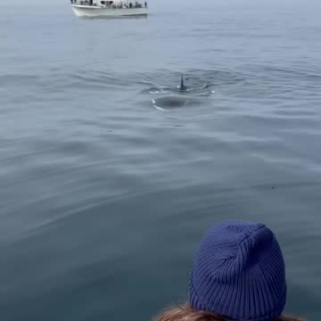 Wild orca TALKING to girl on a boat in Monterey