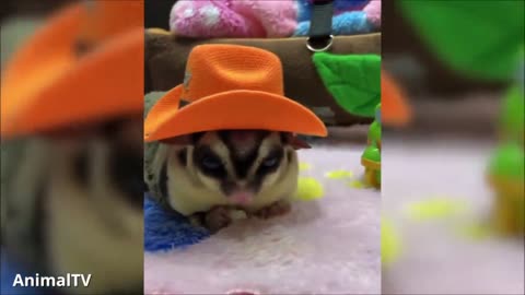 SUGAR GLIDERS Flying - Funny & Cute Videos