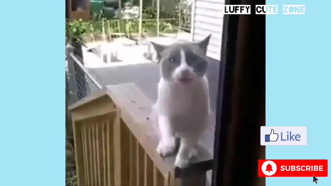 CATS COULD TALK? 😳