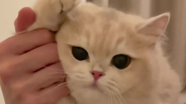 猫咪