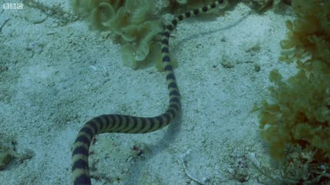 Old Woman Is Master Sea Snake Catcher! | Wild Japan | BBC