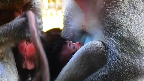 Baby Monkey Crying After Falling To The Water