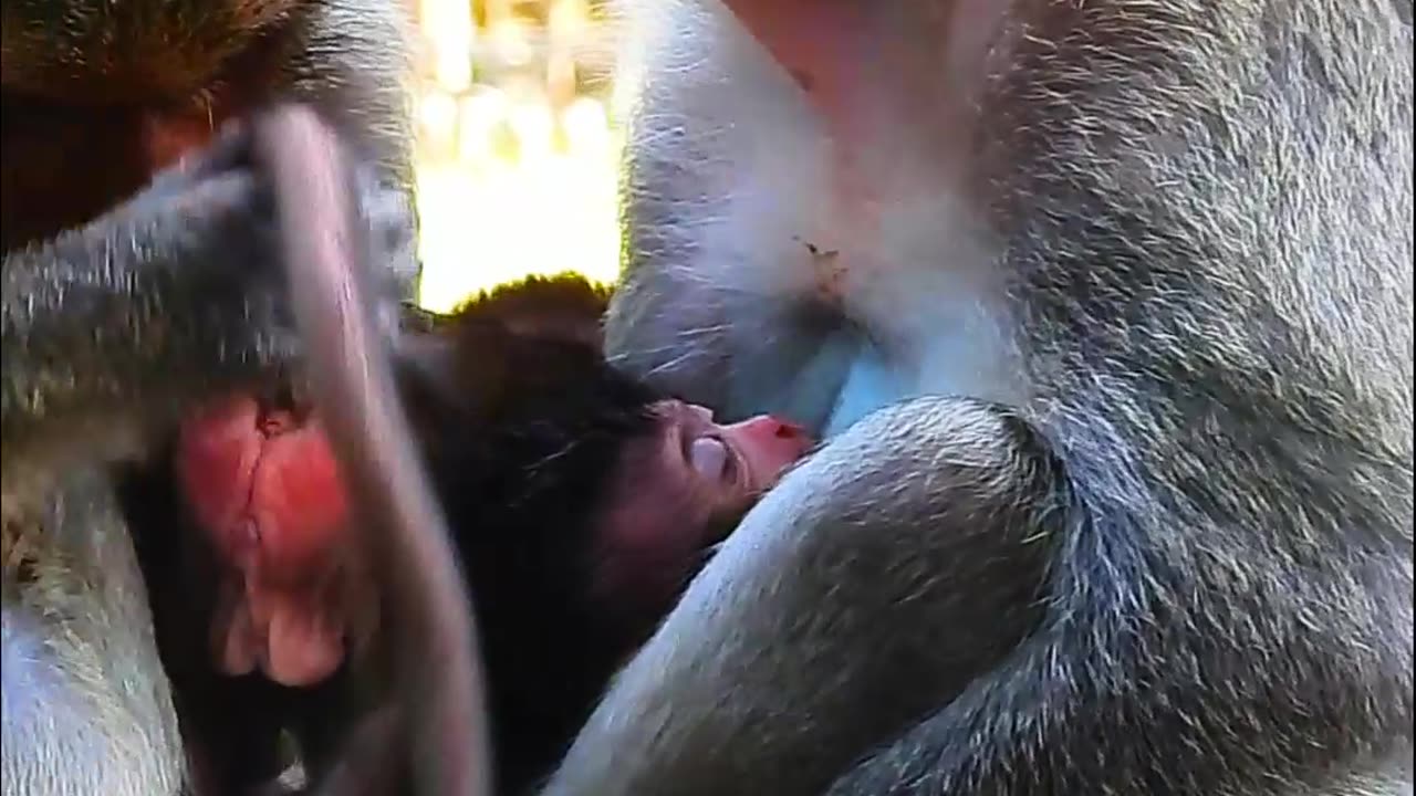 Baby Monkey Crying After Falling To The Water