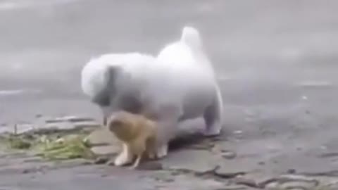 cute puppy act