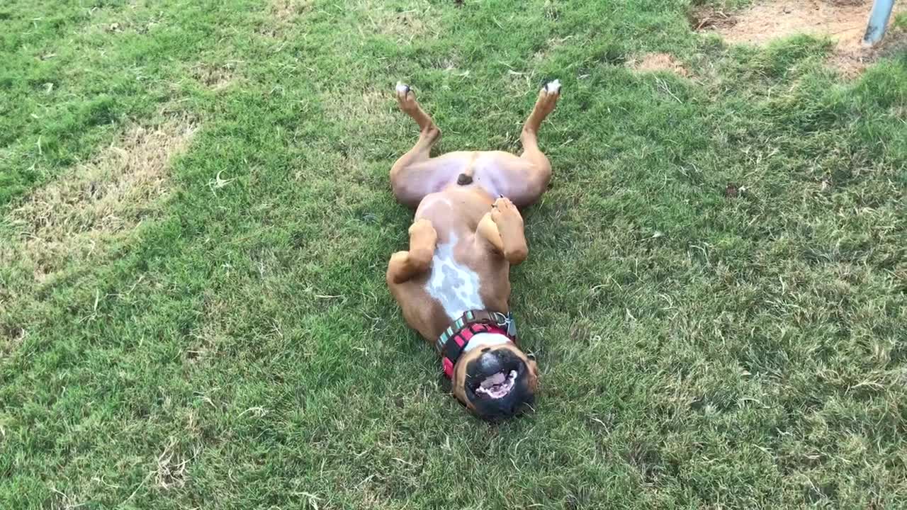 Boxer Getting His Tan On