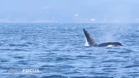 Top 10 killer whale(orcca)caught on tape...