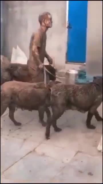 When he had a great walk with the dogs Когда классно погулял с собачками