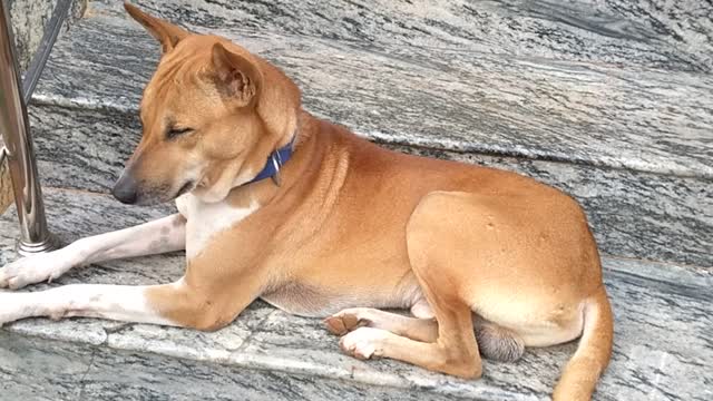 A house guard dog