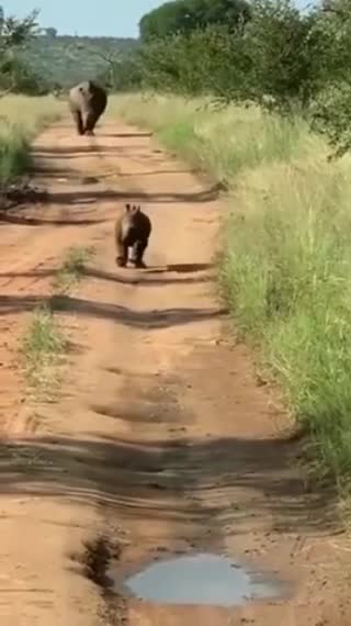 Best funny animal video