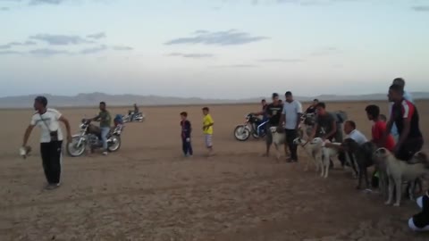 Dog race in the UAE