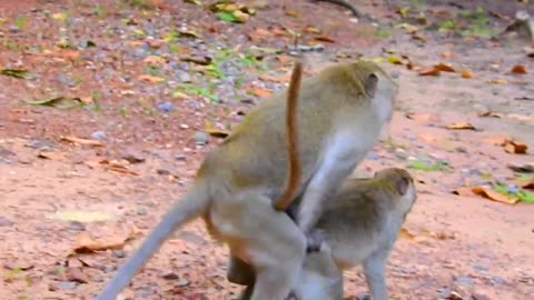 OMG, REALY ADORABLEEEEE