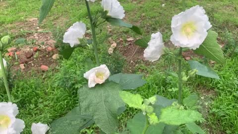 The taste of summer, the beautiful dance of flowers and plants