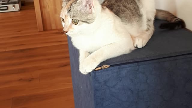 Kitten scratch on a seat cushion
