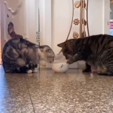 Rumble Tranding Video One 1 funny