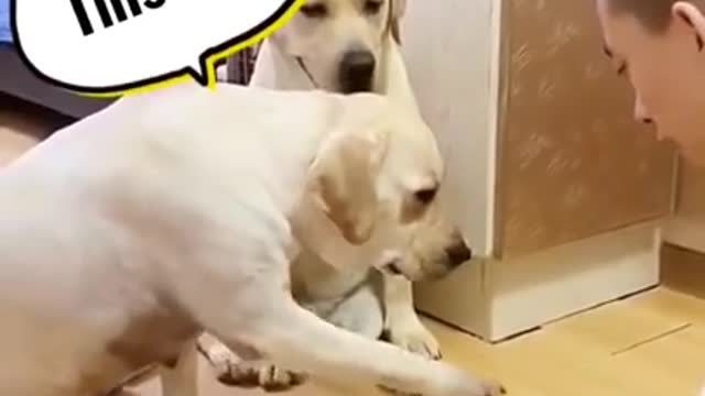 Smart intelligent dogs