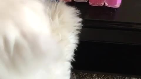 White dog stands up near desk to reach at nail polish