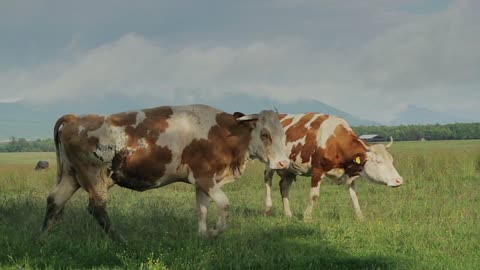 Romanian landscape with cows