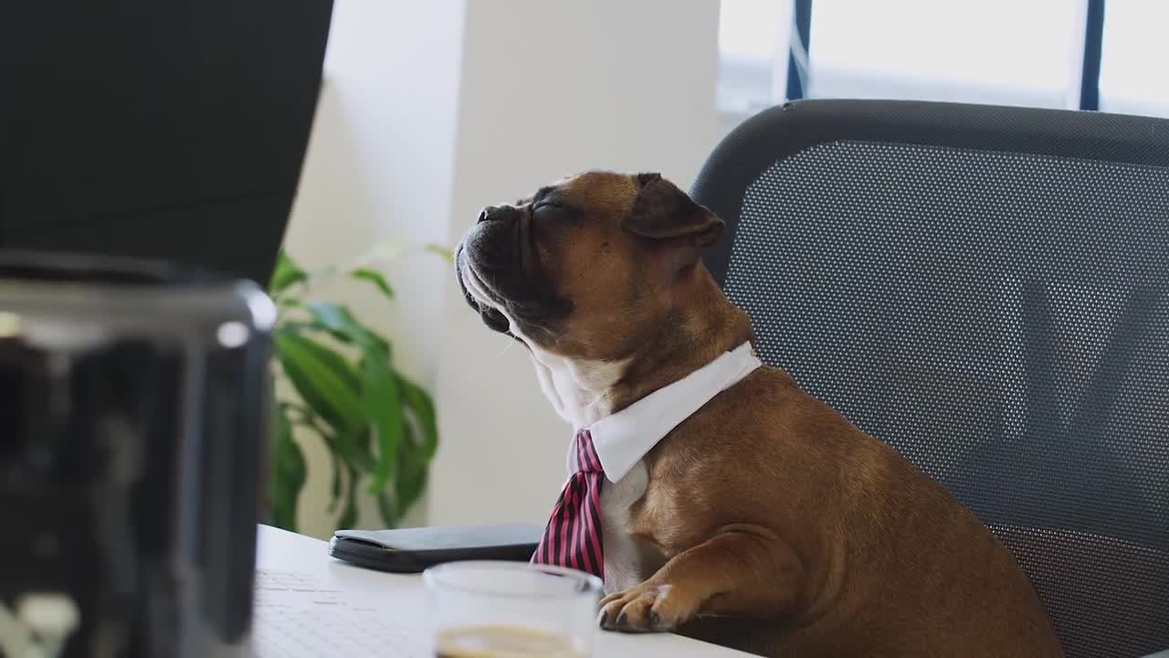 TWO FRIEND DOGS IN FRONT OF LAPTOP