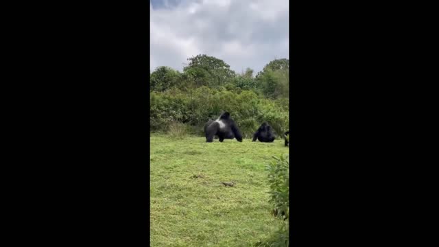 Huge gorilla is a menace at his family reunion