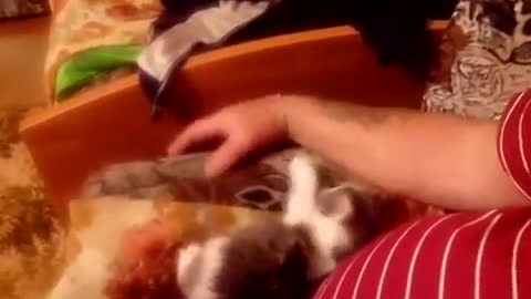 The kitten climbed on the owner and wants to play