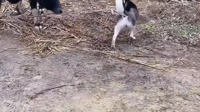 It seems to be true that huskies are not smart.