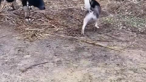 It seems to be true that huskies are not smart.