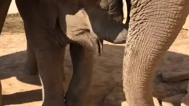 The elephant is enjoying a delicious pineapple