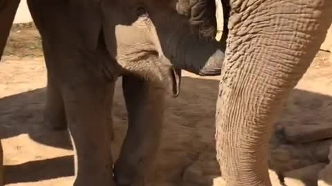 The elephant is enjoying a delicious pineapple