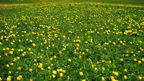 Relaxing Music | Sleeping, Meditation, Stress Relief | [1435] ⭐️