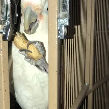 Gizmo the cockatoo enjoys a peanut