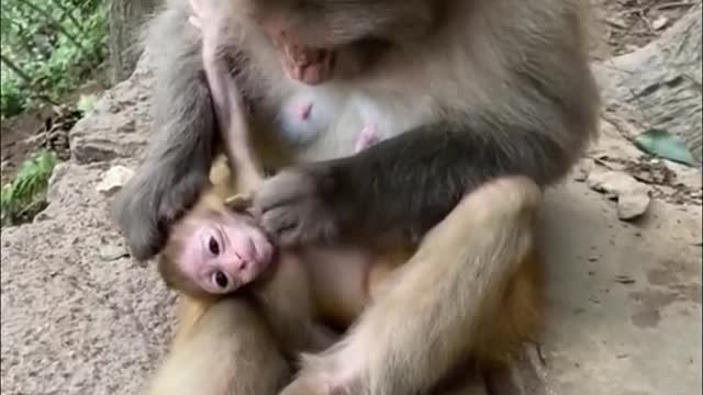 Baby monkey play with mother