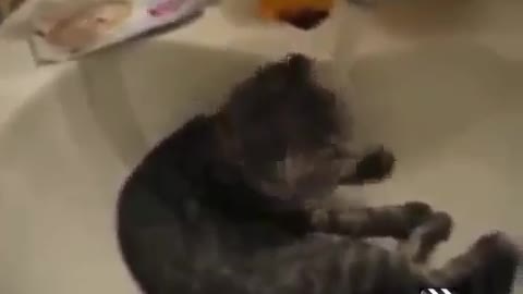 Some funny cat videos funny animals