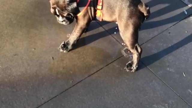 black-dog-playing-with-water