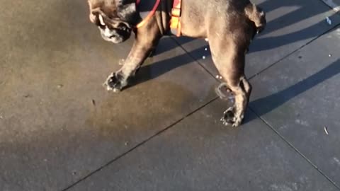 black-dog-playing-with-water