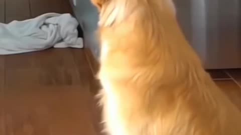Funny Dogs, Hilarious