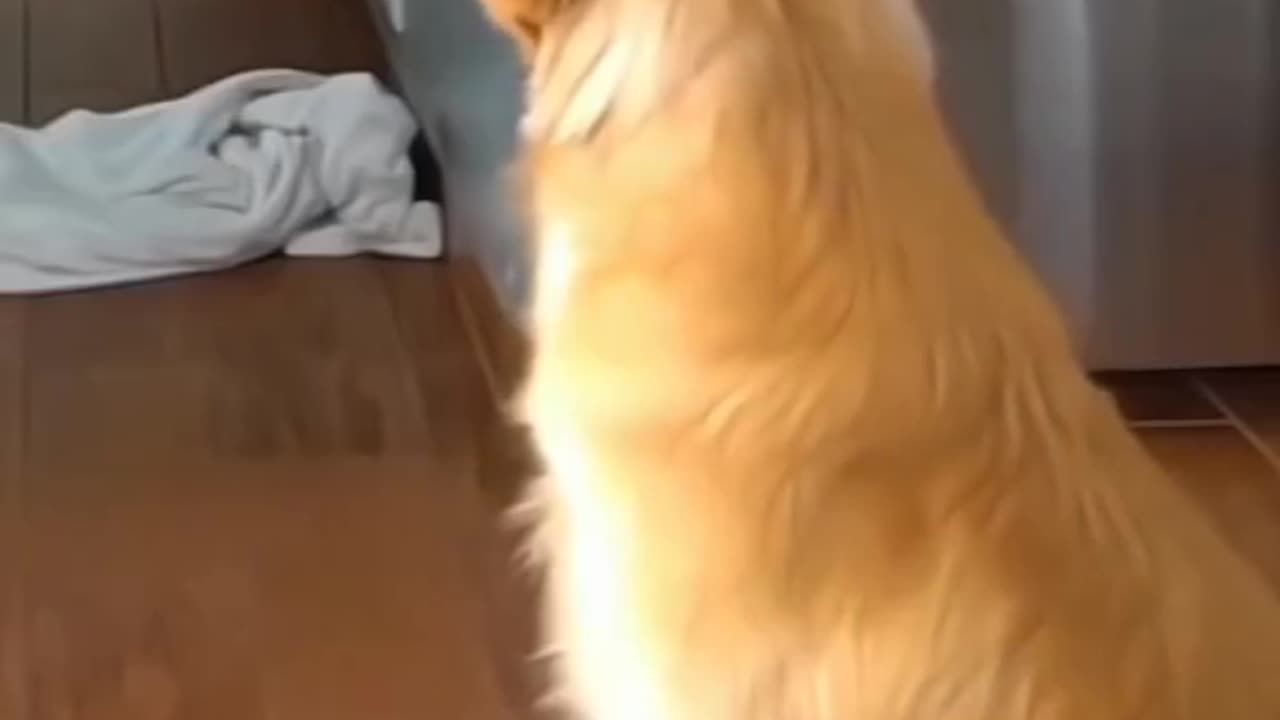 Funny Dogs, Hilarious