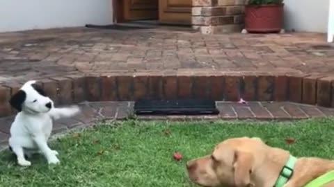 Adorable puppy🥰🥰