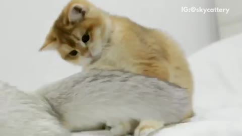 Music white and orange cat on white bed compilation