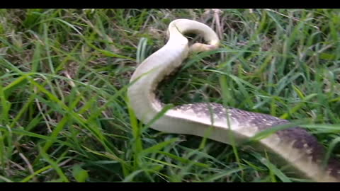 Hognose snake hisses and then play dead