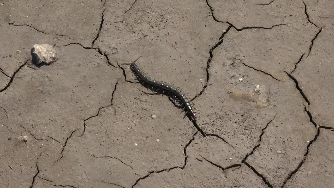 Centipede walking in a cracked soil