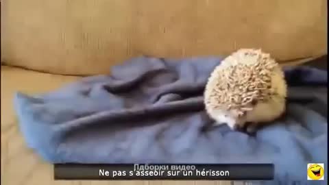 short funny videos about animals