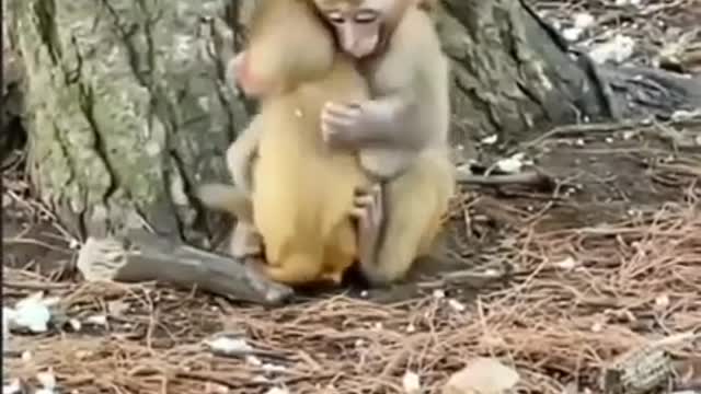 Monkey video