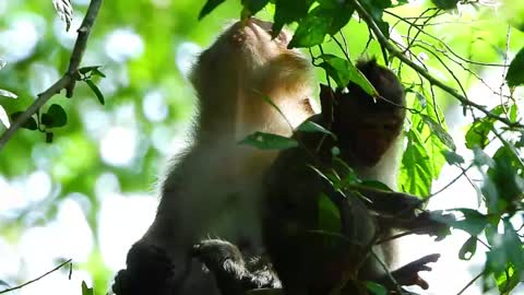 monkey Daisy And Her Son During Breaking Time