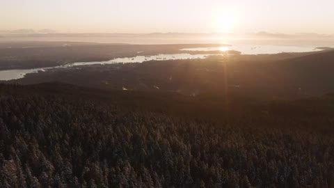 Sunset from a forest full of pines