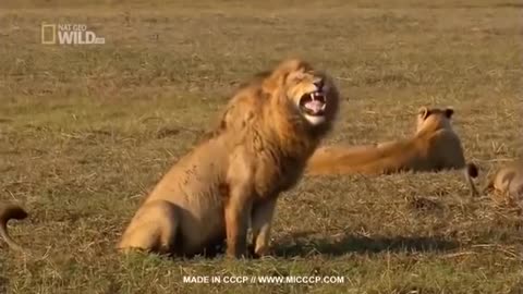 Lion funny laughing try to not laugh 😂