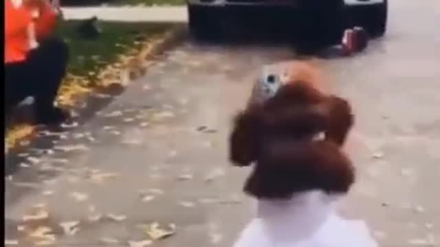 Funny cute animals try not to laugh😹 -Funny animals -Min cute animals 🐵🐷 funnyanimal